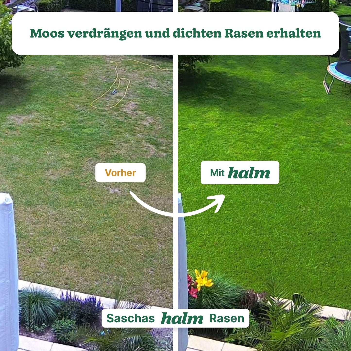 Frühjahrs-Bundle "Moosfrei"