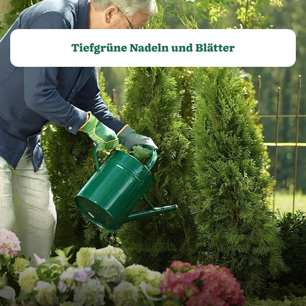 Substral Thuja-Vital