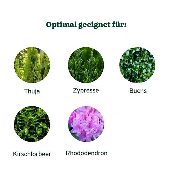 Substral Thuja-Vital