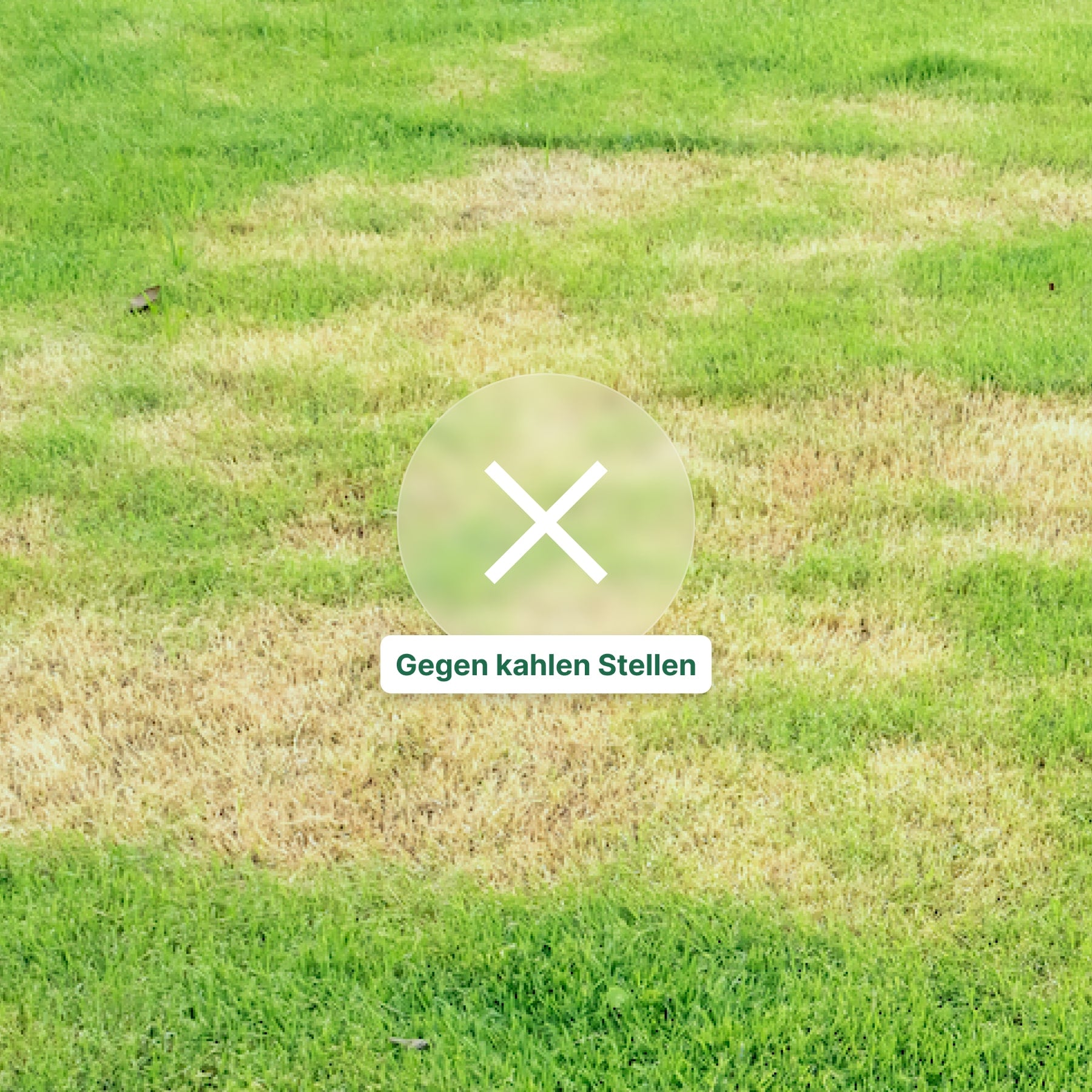 Neusaat "Kraftsaat" Halm
