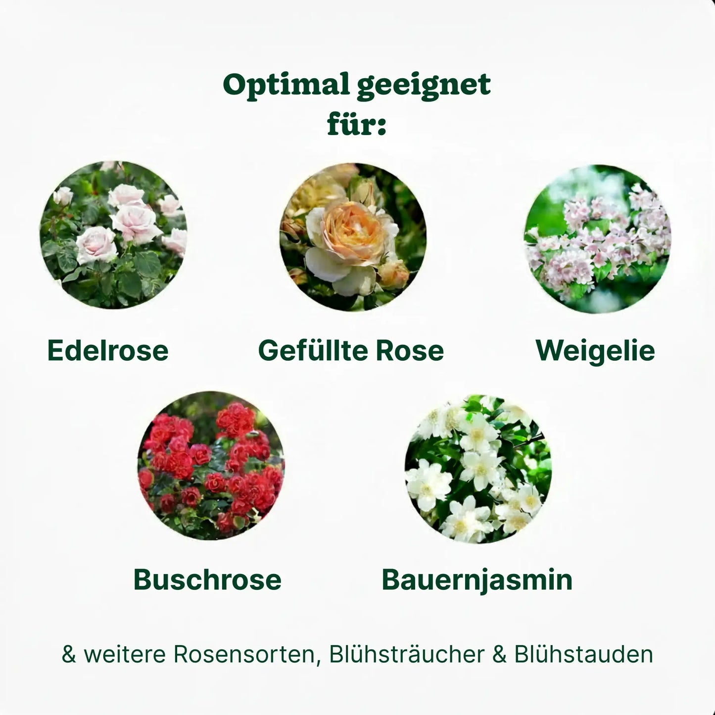 Substral Langzeit Depotdünger Rosen & Blühpflanzen