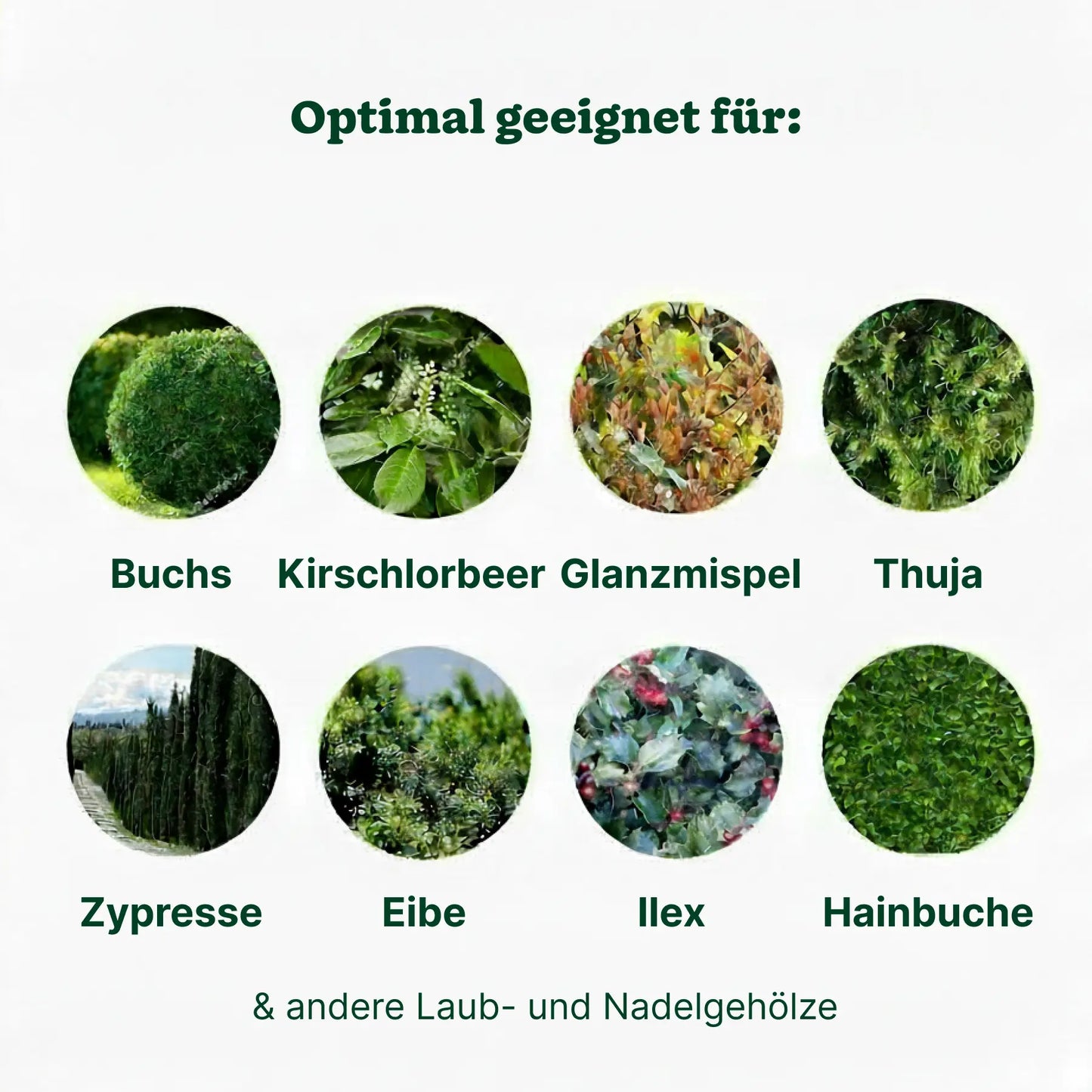 Substral Langzeit Depotdünger Bäume, Sträucher & Hecken